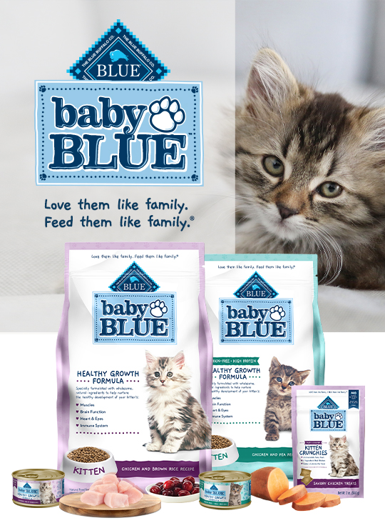 blue kitten healthy growth