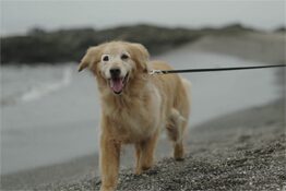 Real-time Eye AF for animal is now available for movie with software update